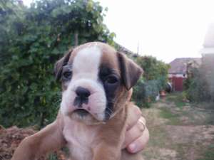 Pui Boxer de vanzare