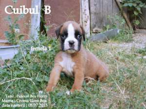 Pui Boxer de vanzare