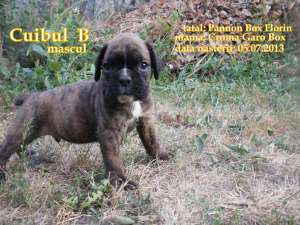 Pui Boxer de vanzare