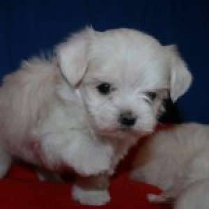 bichon maltez