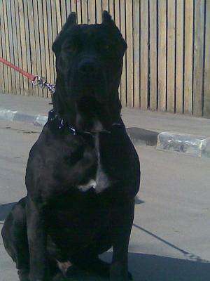 CANE CORSO DEOSEBIT