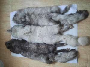 Blanuri de vulpe argintie,  conditie excelenta,  perfecte pentru confecti: haine,  gulere,  caciuli,