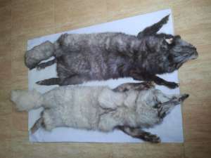 Blanuri de vulpe argintie,  conditie excelenta,  perfecte pentru confecti: haine,  gulere,  caciuli,