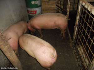 vand porci rasa de carne