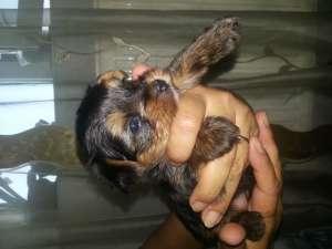 yorkshire terrier toy