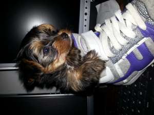 yorkshire terrier toy