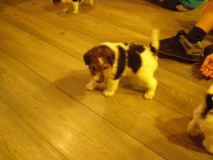 Vand pui foxterrier cu par sarmos masculi si femele nascuti pe 22.07.2013
