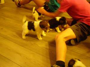Vand pui foxterrier cu par sarmos masculi si femele nascuti pe 22.07.2013