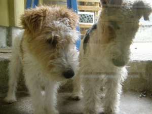 Vand pui foxterrier cu par sarmos masculi si femele nascuti pe 22.07.2013