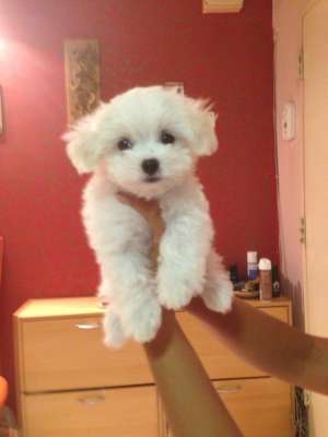 vand fetita bichon maltese