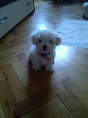 Vand bichon maltese