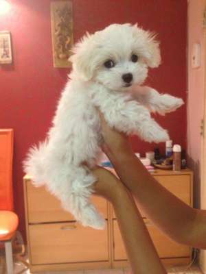 Vand bichon maltese