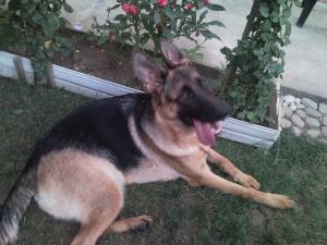 PUI CIOBANESC GERMAN CU PEDIGREE 8 luni