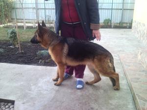 PUI CIOBANESC GERMAN CU PEDIGREE 8 luni