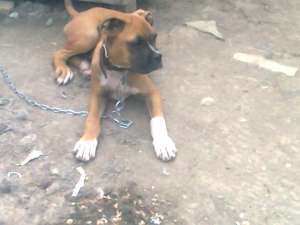 vand caine rasa boxer mascul 6 luni