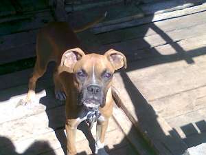 vand caine rasa boxer mascul 6 luni