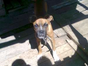 vand caine rasa boxer mascul 6 luni