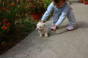 Vand pui bichon maltese si frise