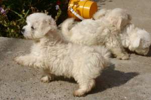 Vand pui bichon maltese si frise