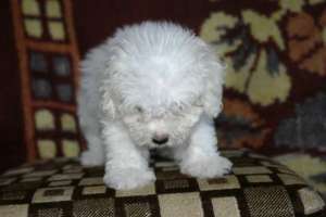 Vand pui bichon maltese si frise