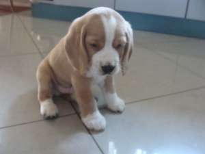 Vand pui beagle