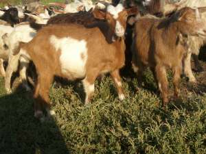 Iede de prasila