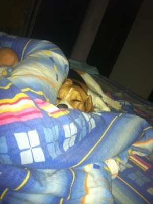 Baietel beagle caut fetita pentru imperechere