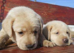 vand catei Labrador