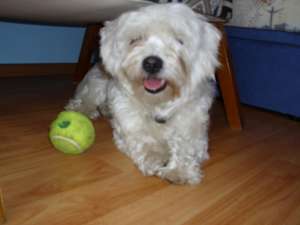 Ofer mascul Bichon Maltez pentru Monta