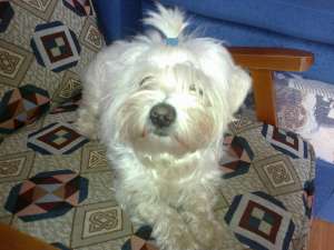 Ofer mascul Bichon Maltez pentru Monta