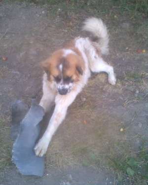 ofer mascul Saint Bernard pentru imperechere
