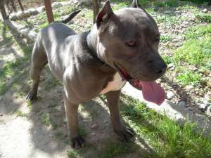 Puii amstaff de vanzare