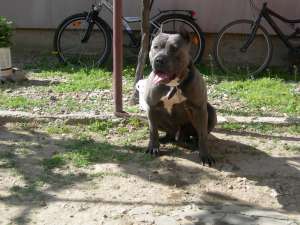 Puii amstaff de vanzare