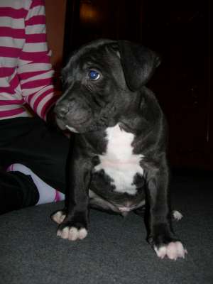 Puii amstaff de vanzare