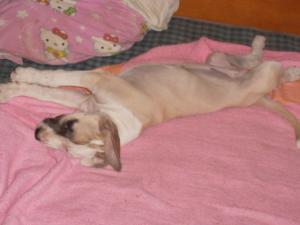 Pui Amstaff