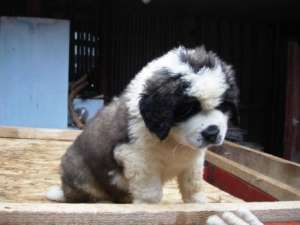 Pui SAINT BERNARD DE VANZARE