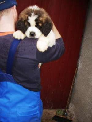 Pui SAINT BERNARD DE VANZARE