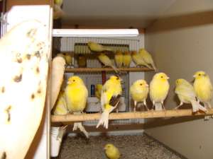 canari malinois