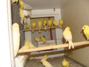canari malinois