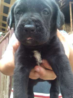 super oferta pui cane corso