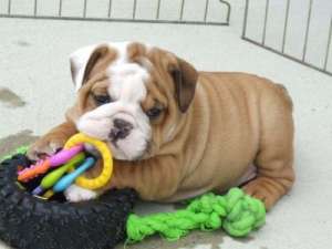 Bulldog Englez cu Pasaport, microcip , 