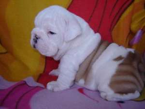 Bulldog Englez cu Pasaport, microcip , 