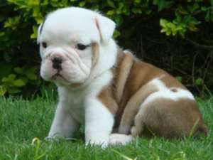 Bulldog Englez cu Pasaport, microcip , 
