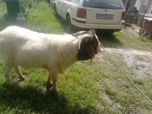 Vand tap rasa BOER