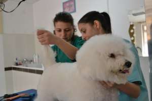 CURSURI DE COAFOR CANIN SI FELIN