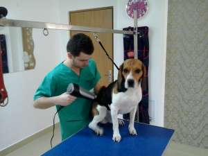 CURSURI DE COAFOR CANIN SI FELIN