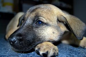 catel talie medie metis ciobanesc doberman spre adoptie