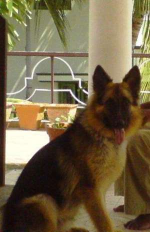ciobanesc german