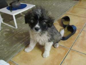 Catelus pentru adoptie,  urgent!