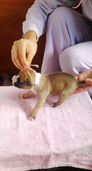 Vand pui amstaff
